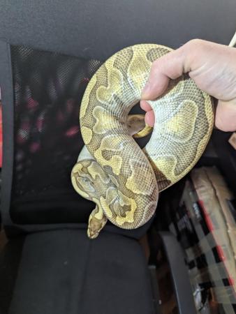 Image 6 of *Reduced* Butter Enchi Ball Python - Royal over 2 years old