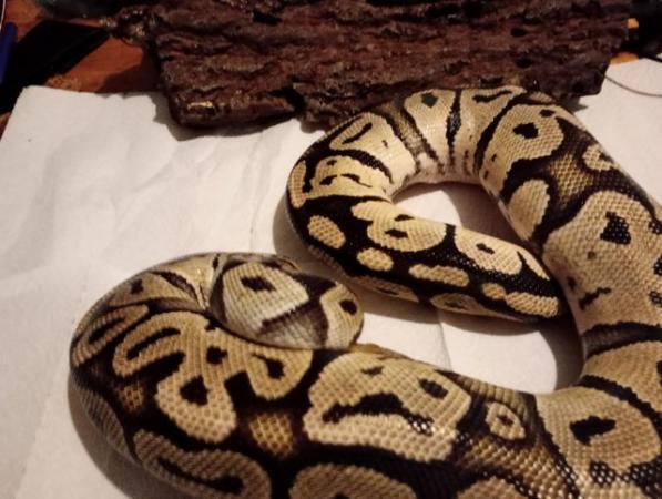 Image 5 of Female Adult Pastel, Royal Python