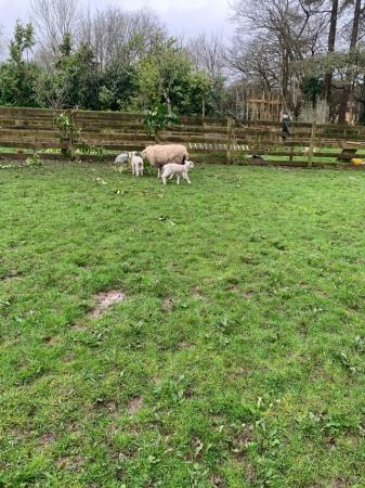 Image 3 of Welsh ewe sheep with 3 lambs
