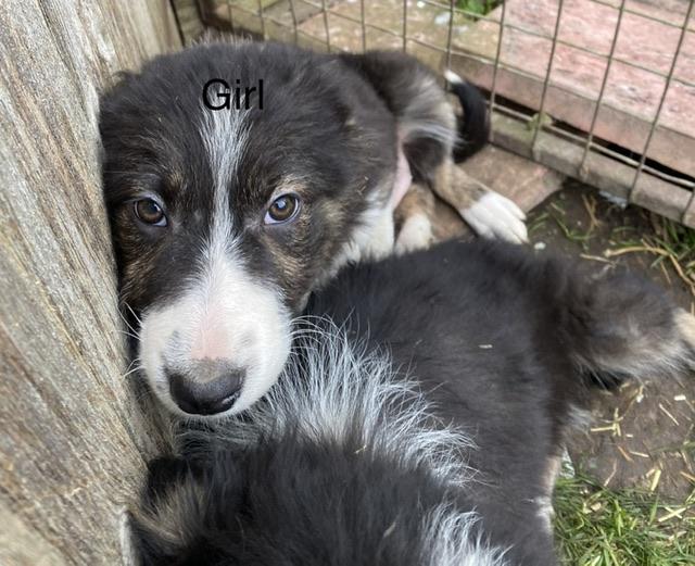 Preview of the first image of Welsh collie x border collie puppies.