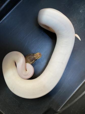 Image 2 of Cinnamon yellowbelly high white pied royal python £225