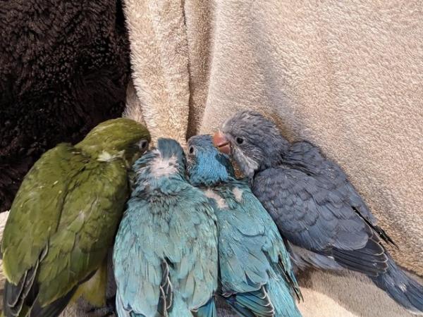 Image 8 of Talking Quaker parrots new nest soon