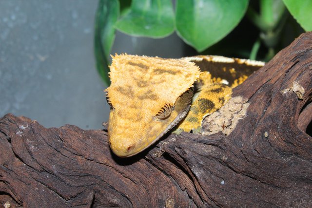 Image 2 of Stunning Tri-Colour Dash Pin Crested Gecko