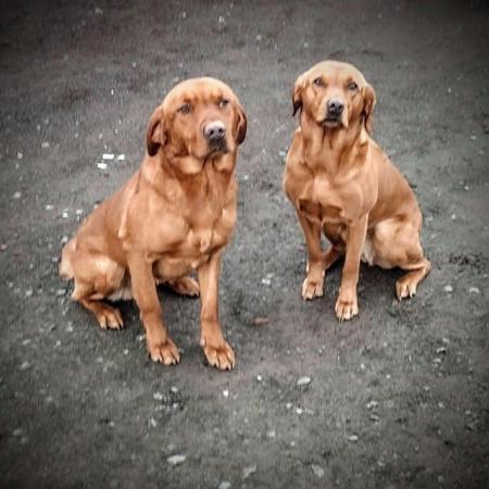 Image 10 of Fox red Labrador puppies ready now
