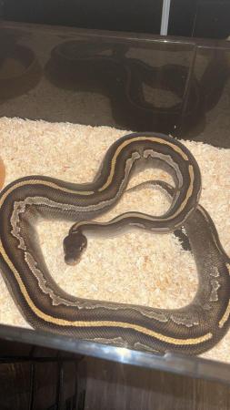 Image 2 of CB22 Female Royal python…………….