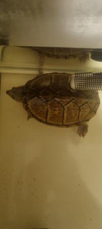 Image 2 of Razorback turtle, female, 3 years old