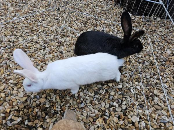 Image 5 of Continental giant rabbits various colours and both sets avai