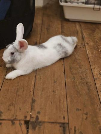 Image 5 of 6 Month Old Male Rabbit Smudge