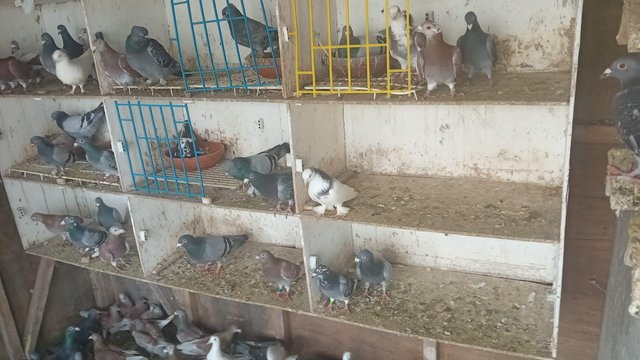 Image 5 of Racing pigeons for sale