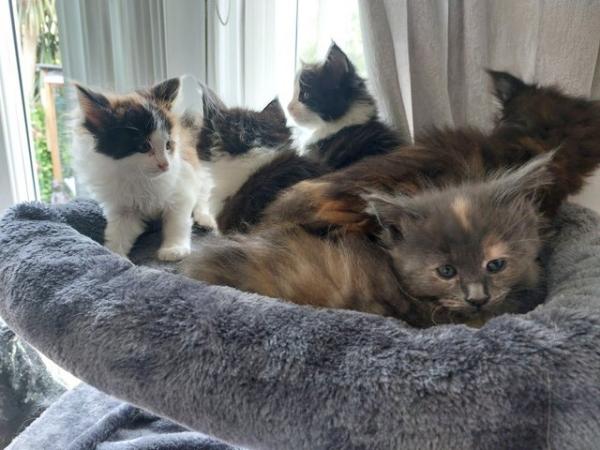 Image 7 of Beautiful Mainecoon kittens looking for loving homes