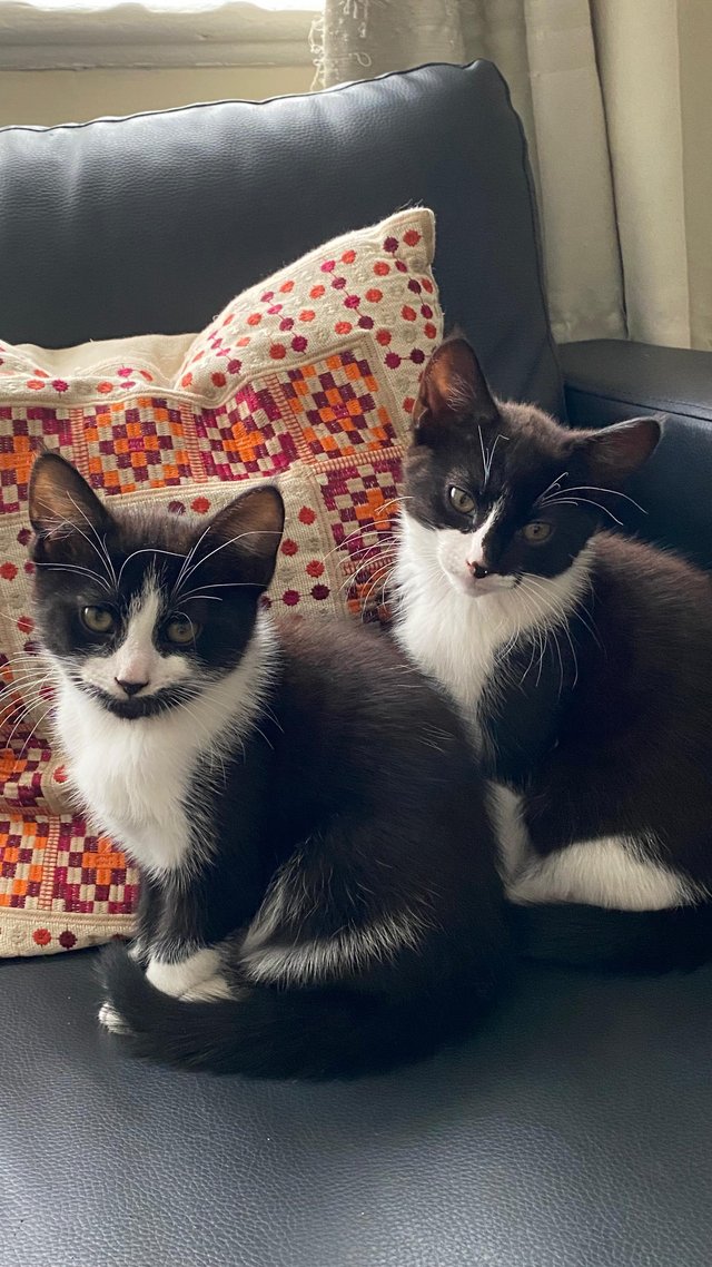 Preview of the first image of Beautiful black/brown and white kittens.