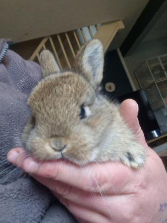 Image 2 of Netherland dwarf x lop bunnies