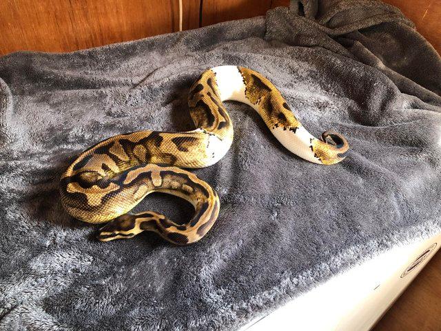 Preview of the first image of Various Royal Pythons for sale.