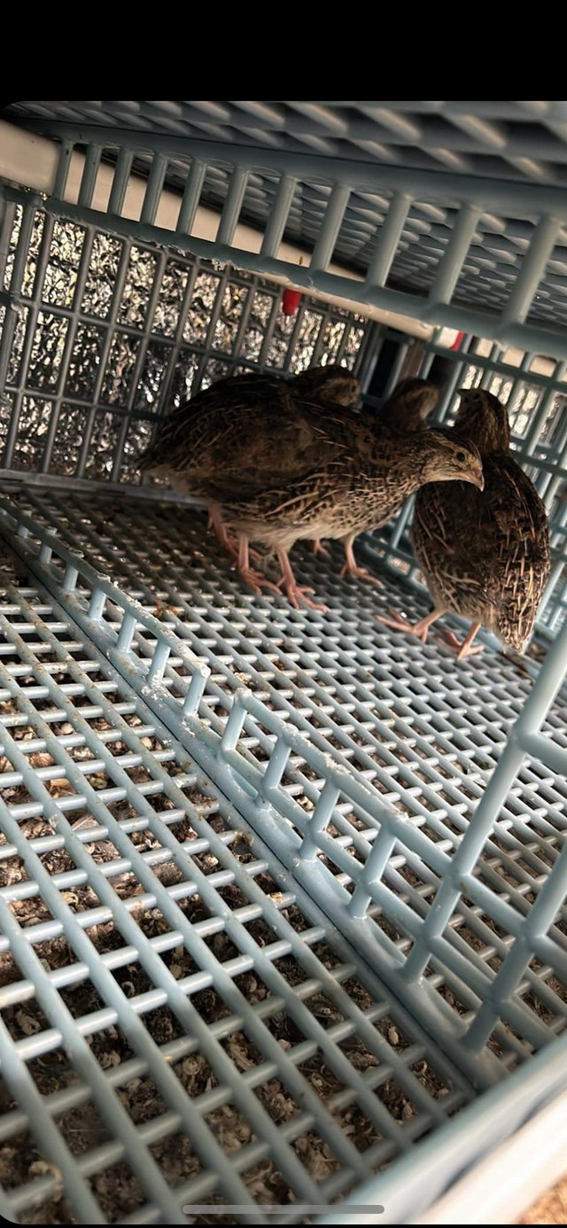 Preview of the first image of Laying quail pol 6 weeks old.