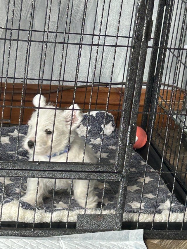 Preview of the first image of SOLD 1 westie  boy kc registered.