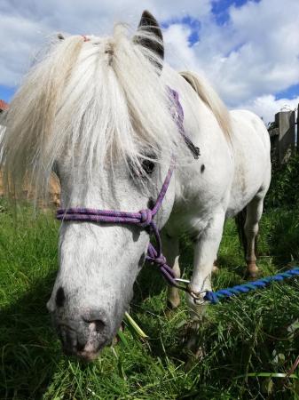 Image 1 of Registered, Licensed & proven Spotted Pony Stallion