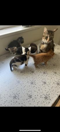 Image 6 of 10 week old kittens. ready to be rehoused £20 each