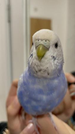 Image 5 of adorable male budgie and large cage