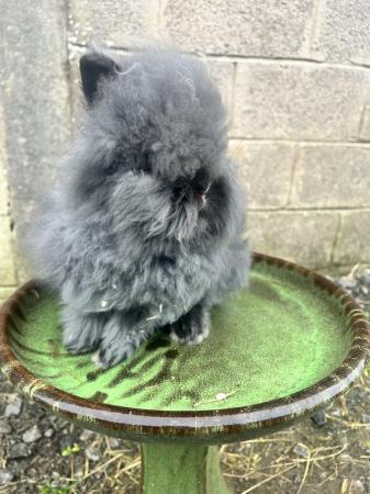 Image 3 of Lionhead Rabbits 13 weeks old & ready to find forever homes
