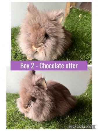 Image 10 of Stunning double mained lionhead babies