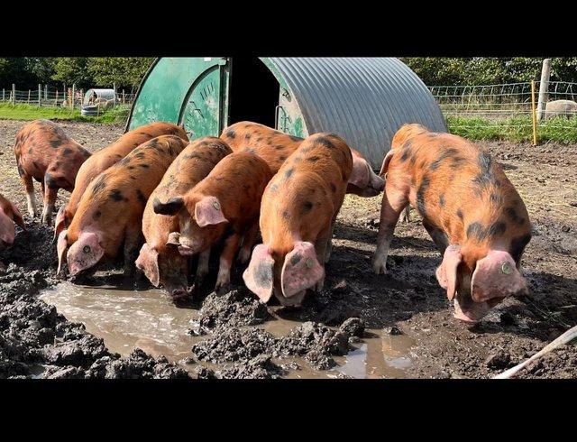 Preview of the first image of Birth Notified Oxford Sandy and Black store pigs.
