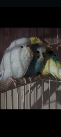 Image 6 of 3x Budgies for sale MUST GO TOGETHER