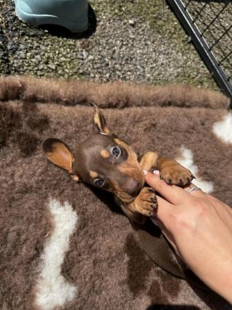 Image 7 of Miniature Dachshund Puppies