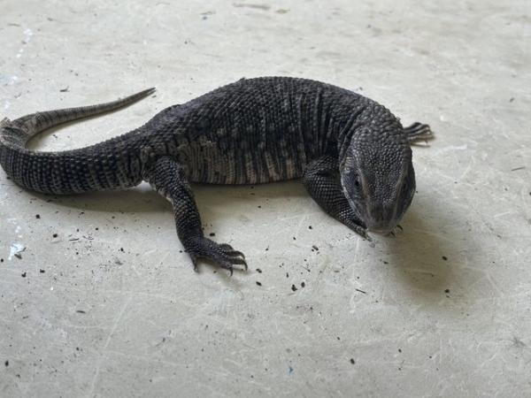Image 2 of Bosc monitor for sale with full setup