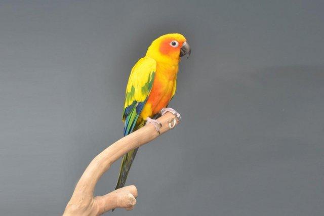Image 5 of Baby Sun conures for sale,19
