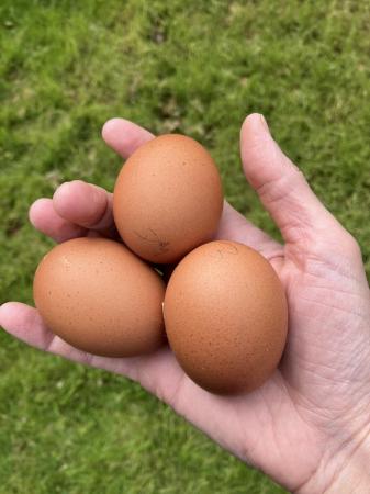Image 5 of Welsummer partridge LF hatching eggs £2 each