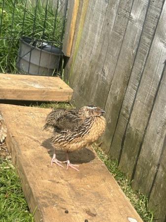 Image 1 of Male and female Quails for sale