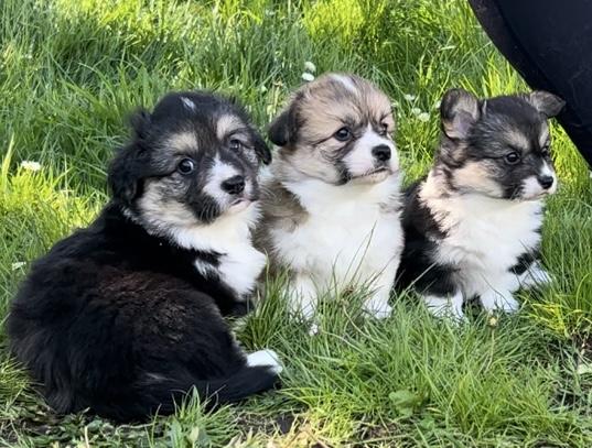 Image 1 of 3 Gorgeous KC Corgi Puppies for Sale