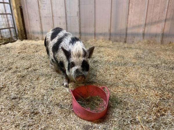 Image 3 of Pet pigs looking for 5 star homes
