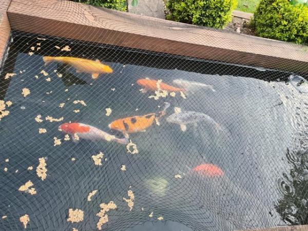 Image 2 of Seven large koi fish for sale