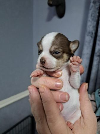 Image 2 of Pure breed Chihuahua puppies (All found new homes)