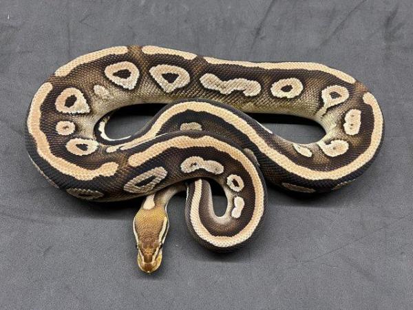 Image 5 of REDUCED Pastel Mojave het Hypo het Pied Male ball python