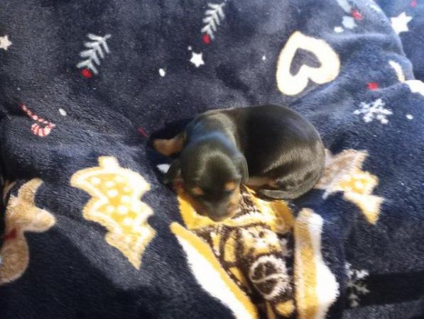 Image 3 of Dachshund puppies for sale chocolate and black with tan avai