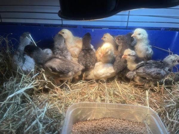 Image 2 of Beautiful chicks for sale