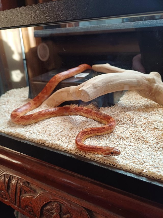 Preview of the first image of Corn Snake Female 2 years old.
