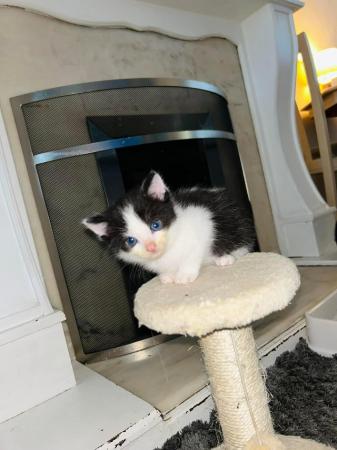 Image 8 of Last black and white boy and girl kittens for sale