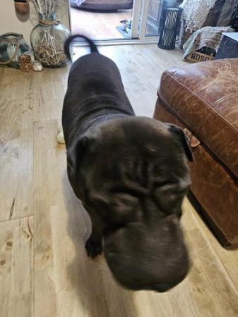 Image 5 of Shar pei boy and girl looking for new home
