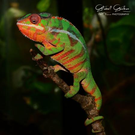 Image 6 of Panther Chameleons, Ambilobe, Nosy Be, Sambava and more