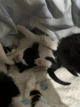 Image 3 of 4 week old kittens…black and white will be ready in 7 weeks