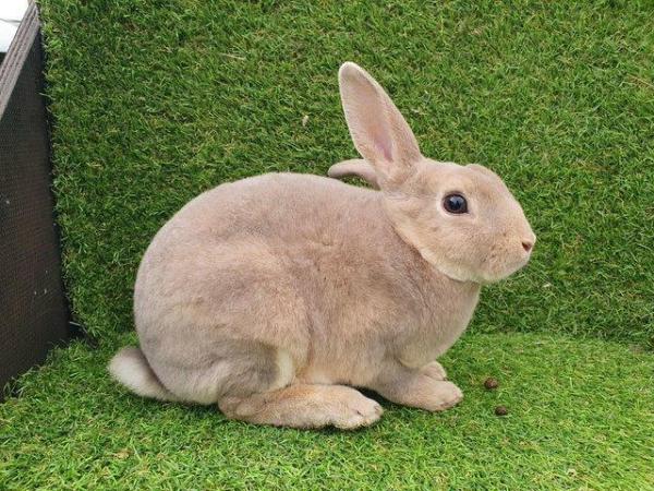 Image 3 of Mini rex rabbits available for loving homes