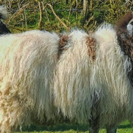 Image 2 of Long Wool sheep Valais Black Nose (VBN) x Jacob sheep