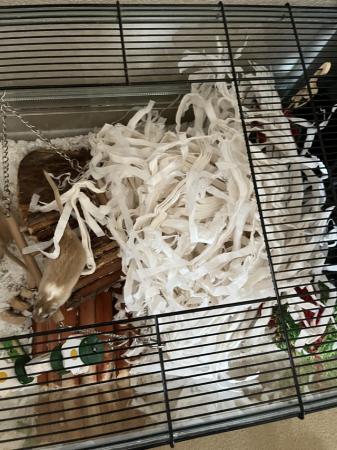 Image 22 of 4 Male Gerbils with Glass Tank *Available*