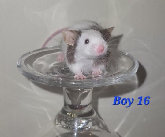 Image 39 of Beautiful friendly Baby mice - girls and boys.