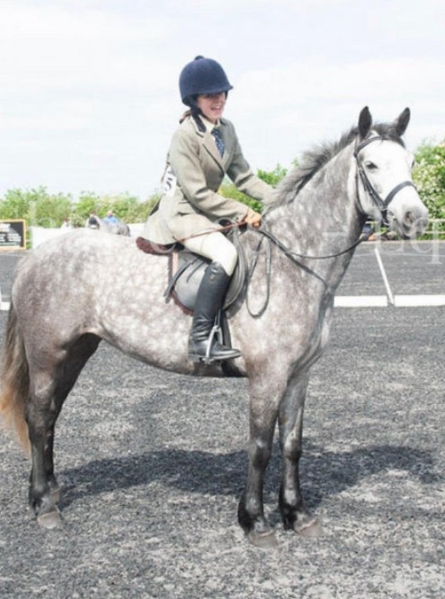 Preview of the first image of Stunning Registered Connemara Mare 6 Years.