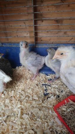 Image 1 of 4 lavender Orpington chicks. 2-3 wks old