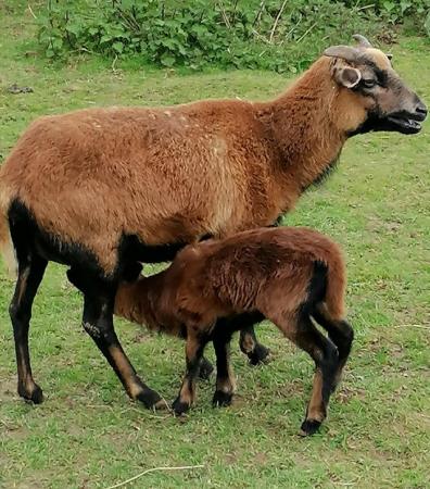 Image 3 of Rare breed Cameroon lambs available